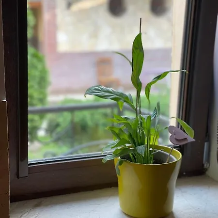 Euro Apartment *